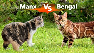 MANX CAT VS BENGAL CAT  AGGRESSIVE HUNTING CATS [upl. by Whiney]