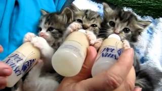 Baby Kittens drink milk from bottles [upl. by Wiener]