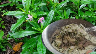 ನೆಲ ಬಸಳೆ ಸೊಪ್ಪಿನ ಹಶಿ  Ceylon Spinach Recipe [upl. by Chao87]