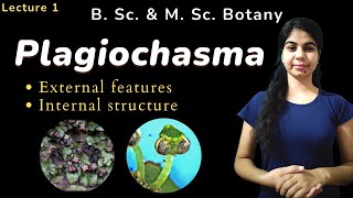 Plagiochasma  External and Internal structure  Botany  B Sc amp M Sc [upl. by Atel]