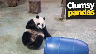 Cute and Clumsy Panda Compilation 2019  Pandas are Awesome [upl. by Chambers]