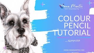 Colour Pencil Tutorial How to draw a Schnauzer Dezi [upl. by Cira]