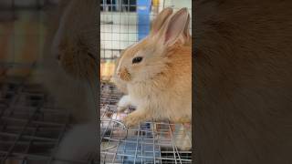 Rabbit for sale  Rare breed rabbit at Galiff Street Pet Market rabbit rabbits anupampetvlog [upl. by Eirrok]