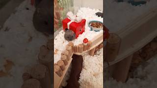 Nobbys Weihnachtsgehege 🥰🐹 Christmas Hamster Cage  Winter Enclosure [upl. by Terina118]