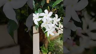 Jasminum grandiflorum चमेली whiteflowers symbol of peace amp silence Akbiodiversityjasmine [upl. by Timi226]