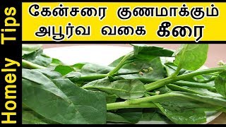 கேன்சரை குணமாக்கும் அபூர்வ வகை கீரை Remedy for Cancer in Tamil pasalai keerai bayanhal [upl. by Siwel]