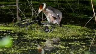 Great Crested Grebe Podiceps cristatus nesting  Haubentaucher nistet 2 [upl. by Ridglee]