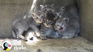 Gatitos son rescatados de una alcantarilla  El Dodo [upl. by Redmer]