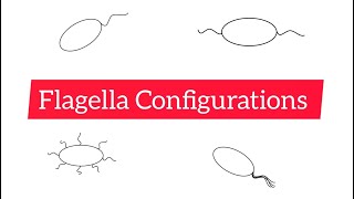 Flagella Configurations  Monotrichous Lophotrichous Amphitrichous and Peritrichous [upl. by Tung761]