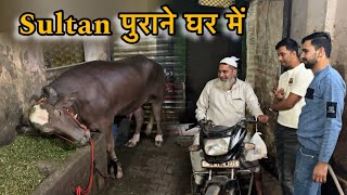 Sultan ko uske purane ghar lekar gaye  old house sultan  BullRiderVlogs [upl. by Gay]