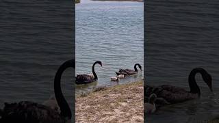 Incredible Footage of Black Swans at Love Lake [upl. by Nrevel219]