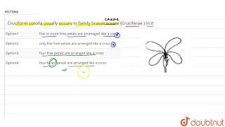 Cruciform corolla usually occurs in family brassicaceare Cruciferae  In it [upl. by Notla]