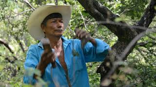 Extracción del Copal Bursera bipinnata en el sur de Morelos México [upl. by Jens938]