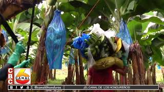 Aumenta el precio del banano debido a fuertes lluvias que dañaron plantaciones en Guatemala [upl. by Wendie]