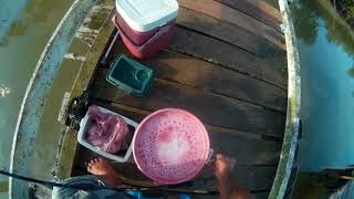 Hengelen in Suriname fishing in Suriname  with live freshwater shrimps in brackish water [upl. by Llekim]