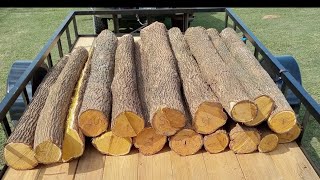 How to Remove Osage Sapwood and Bark Quickly [upl. by Abran]