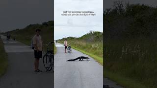 Biking in the Everglades 🚴 everglades evergladesnationalpark nationalpark florida alligator [upl. by Lamont872]