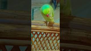 Talking parrot mithu parrot birds cute parrottalking animals parroting petbird [upl. by Nemzzaj]