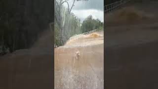 Dog escapes through rushing water during flood 😱🥹🐕🌊takecareanimals disaster flood [upl. by Indys]