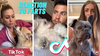 Cats And Dogs Reaction To Farts  TRY NOT TO LAUGH  Animal Funday [upl. by Assedo]