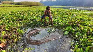 Searching Catfish in Dry Soil  Awesome Fishing in Water Hyacinth By Hand From Bill Side [upl. by Kcirded]