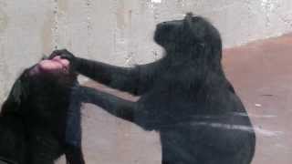 Black Crested Macaques Grooming Denver Zoo [upl. by Lambart542]