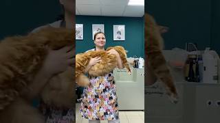 Grooming a Maine Coon Cat🙀  Dr Karalina [upl. by Ahseyn]