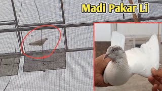 Ustad Nizam ki Madi Pakar Li  how to catch pigeon  kabutar pakadne ka tarikaHashim mahmood pigeon [upl. by Aneev]