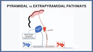 Pyramidal vs Extrapyramidal Pathways Explained [upl. by Farlay]