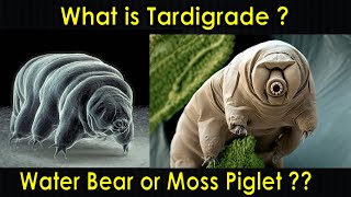 What is Tardigrade  Water Bear  Moss Piglet  Tardigrada  Purushotam Academy [upl. by Gnemgnok]