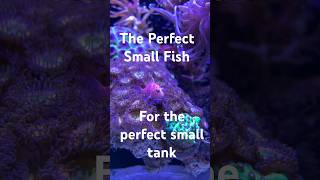 Perfect Fish for a Small saltwaterTank [upl. by Olly]