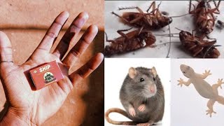 JUST 5 MINUTES MAGIC 👌  How To Get Rid of Cockroaches Insects Permanently In a Natural Way [upl. by Nuahc415]