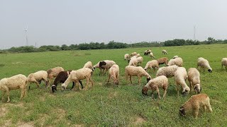 Sheep Eating Green Grass  ‍SHEEP SOUND [upl. by Tamis]