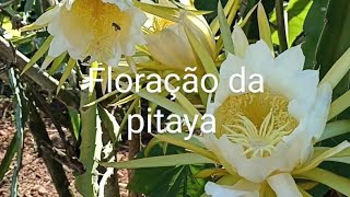 Floração da pitaya e polinização19 [upl. by Irrem]