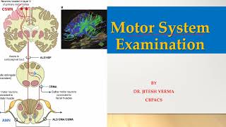 Motor System Examination I UMN amp LMN lesion difference I Assessment of bulk tone amp power of muscles [upl. by Itraa]