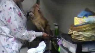 Diaper Changing a monkey [upl. by Tegdig]