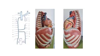 Azygos Vein System practice ENG [upl. by Okiruy887]