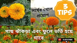 গাছ ঝাঁকড়া এবং ফুল ভর্তি হয়ে যাবে  সর্ষের খোল প্রয়োগ করে তিনটি Tipssecret2004spflowers [upl. by Uhej]