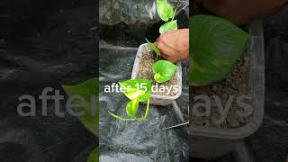 Unique way to propagate Money Plant 25 Days Growth Update Adding Support to Plant [upl. by Ylrbmik263]