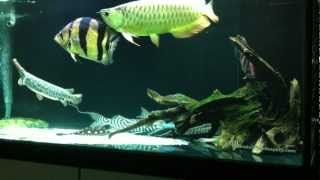 Predatory Fish Community 20082012 [upl. by Tynan21]