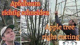 How to cut an apple tree that hasnt cut for a long time 🍎Apfelbaum richtig schneiden [upl. by Aniuqaoj]