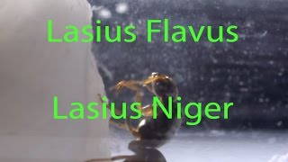 Videobericht Lasius flavus und Lasius niger [upl. by Nnaeel179]