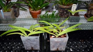 Orchiata vs fir bark mix for paphiopedilum seedlingsexperiment [upl. by Drofkcor]