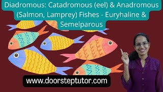 Diadromous Catadromous eel amp Anadromous Salmon Lamprey Fishes  Euryhaline amp Semelparous [upl. by Phina17]