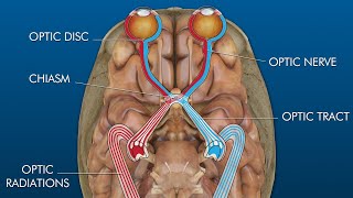 eye to brain connection visual pathway [upl. by Enerol103]