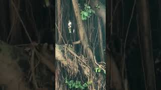 BALETE NA PINAMUGARAN NG MALIGNO SA GITNA NG SEMENTERYO [upl. by Akir]