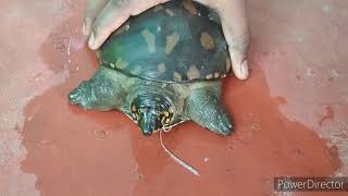 Indian flapshell turtle rescue release [upl. by Mulderig]