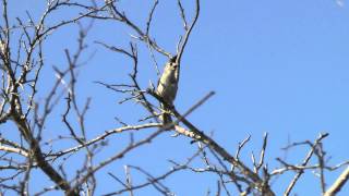 Blackcrested titmouse Laguna Atascosa Los Fresnos Texas 20120520 [upl. by Ainitsirhc563]