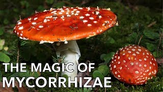 The Magic of Mycorrhizal Mushrooms [upl. by Nwahsram]