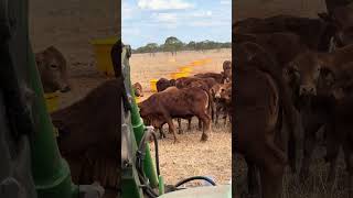 🚜 Black Weaner Joins the Brown Droughtmasters Investigating the Feed Mixer 🐄✨ [upl. by Novaat]